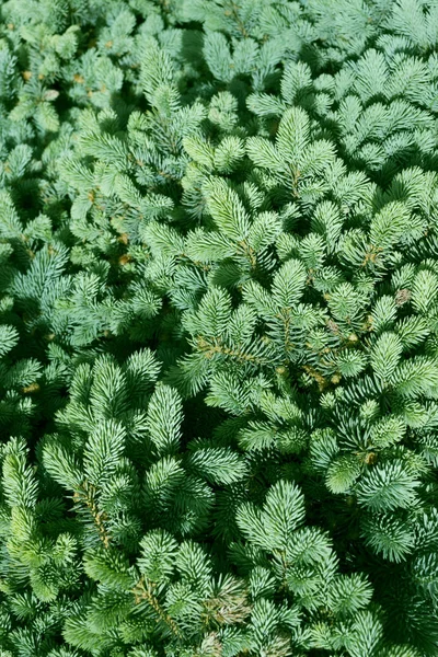 Verde abeto aguja naturaleza fondo, abeto —  Fotos de Stock