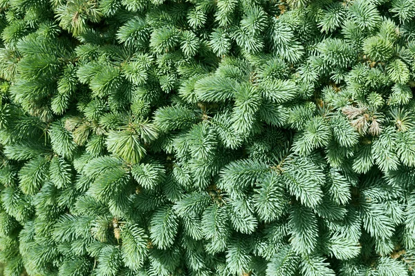Verde abeto aguja naturaleza fondo, abeto —  Fotos de Stock