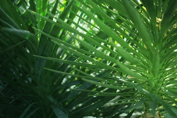 Green palm leaves, tropical palm thickets, tropical rainforest greenery nature background — Stock Photo, Image