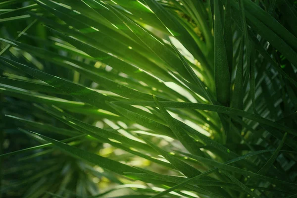 Green palm leaves, tropical palm thickets, tropical rainforest greenery nature background — Stock Photo, Image