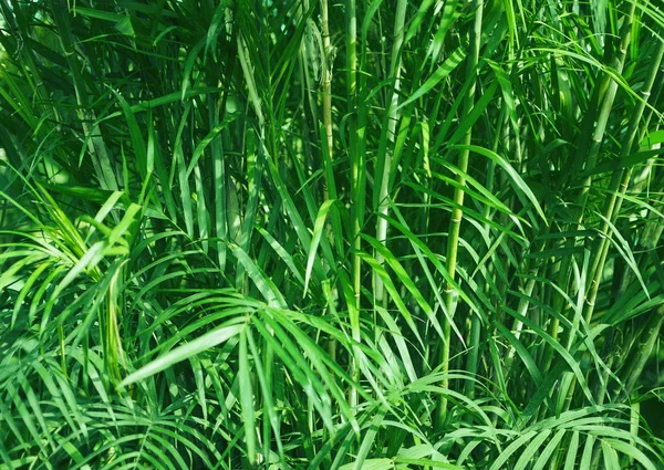 Tropical greenery nature background, tropical rainforest, palm plant — Stock Photo, Image