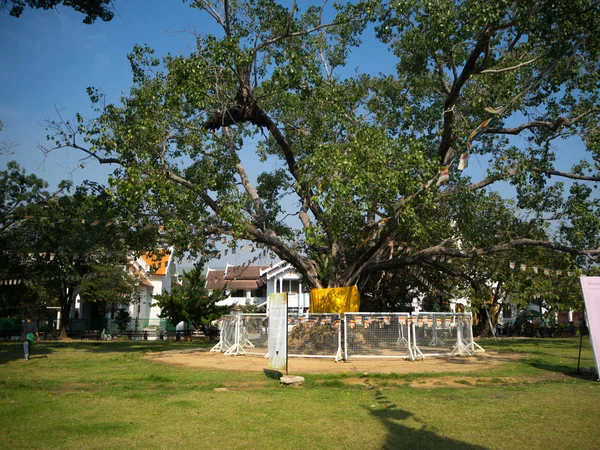 El templo de mármol (Wat Benchamabophit) en Bangkok Tailandia — Foto de Stock