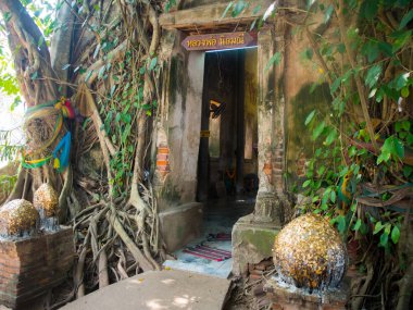 Antik tapınak kapsayan ağaç kök: Wat Bang Kung Amphawa,