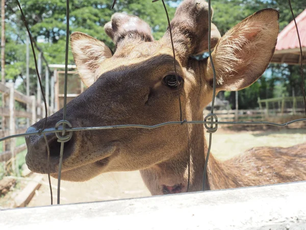 Bir çiftlikte geyik, Tayland.
