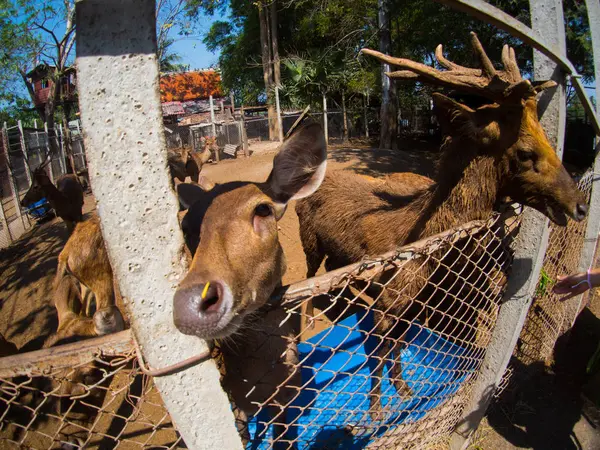 Cage, küçük Zee, Amphawa içinde deers