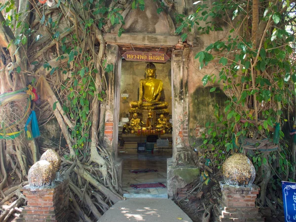 Kořen stromu pokrývající starověkého chrámu: Wat Bang Kung v Amphawa — Stock fotografie