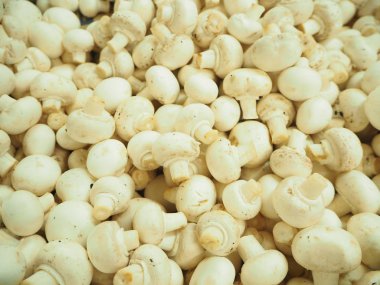 Taze beyaz mantar, doku arka plan