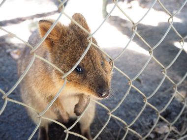 Perth üzerinden çok şirin quokka