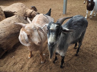 Hayvanat bahçesinde iki keçi farklı renk