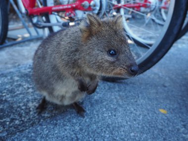 Tatlı bir quokka gelen Perth