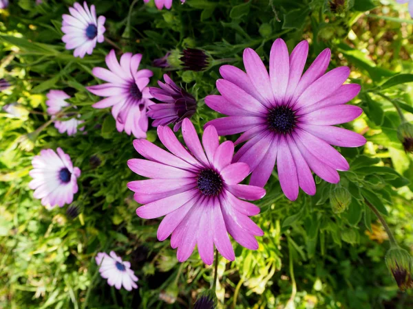 Beautiful's purple flower — Stock Photo, Image
