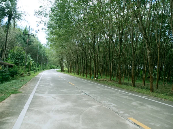 Tree fodrade road, Thailand — Stockfoto