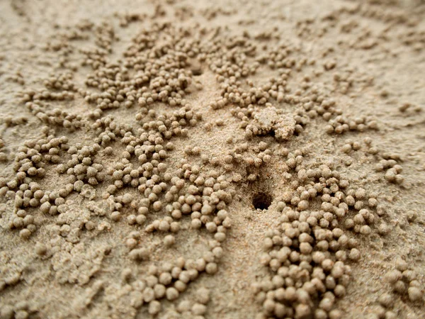 The crab holes on the beach of Thailand Royalty Free Stock Photos