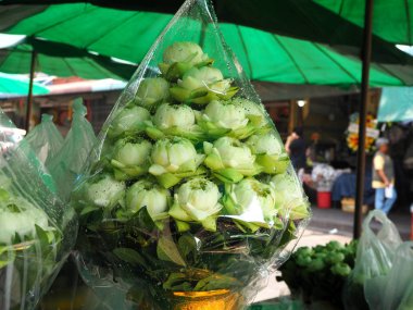 Beyaz lotus çiçeği