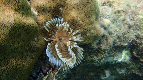 Flora subaquática sob o mar — Fotografia de Stock