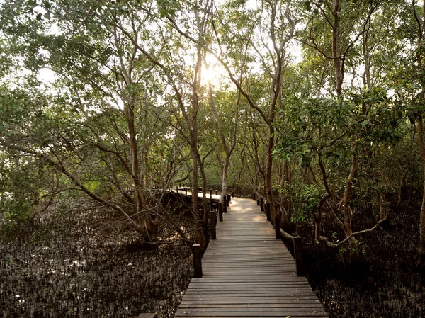 Pasarela con puente de madera a través del bosque de manglares —  Fotos de Stock
