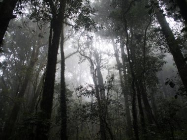 Sis içinde orman, Doi Inthanon (dağ), Chiangmai