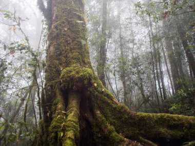 Orman ağaçları doi Inthanon Milli Parkı, chaing mai, Tayland