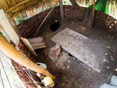 paddok, çiftlik tavşan görünümü