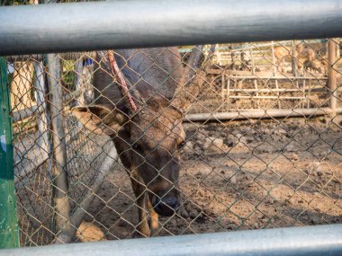 geyik confine kafesin içine vardır