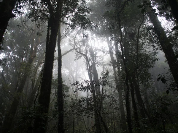 清迈 doi inthanon (山) 森林中的雾 — 图库照片