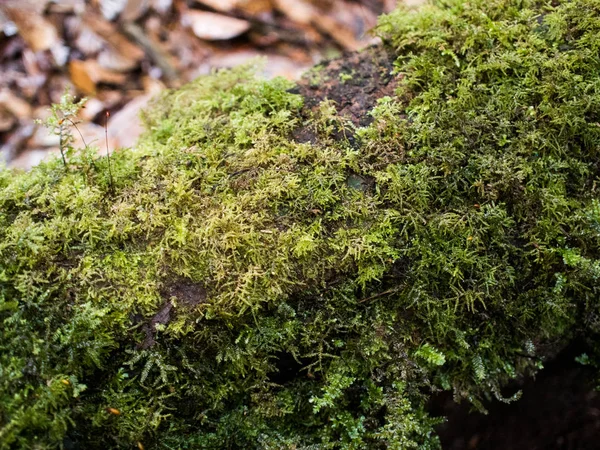 Riesenbaum mit vielen Pflanzen tropisch in den Bergen — Stockfoto