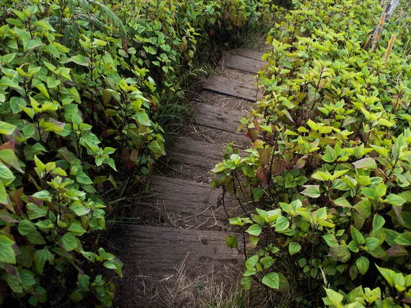 Pasarela de madera en la montaña con hojas verdes — Foto de Stock