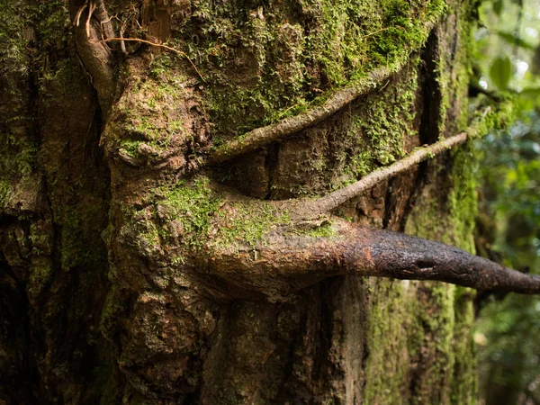 Die Parasitenpflanze hält sich am großen Baum im Berg — Stockfoto