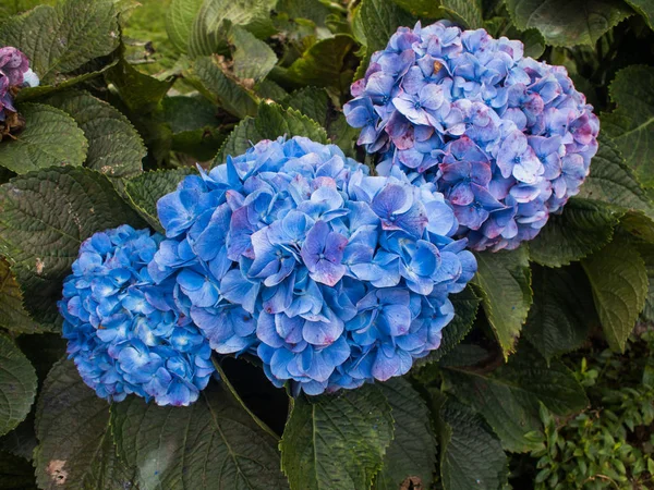 Bela flor de hortênsia azul — Fotografia de Stock