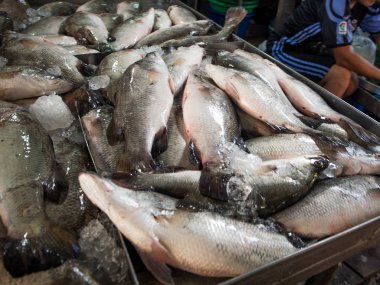 balık taze pazarında Satılık
