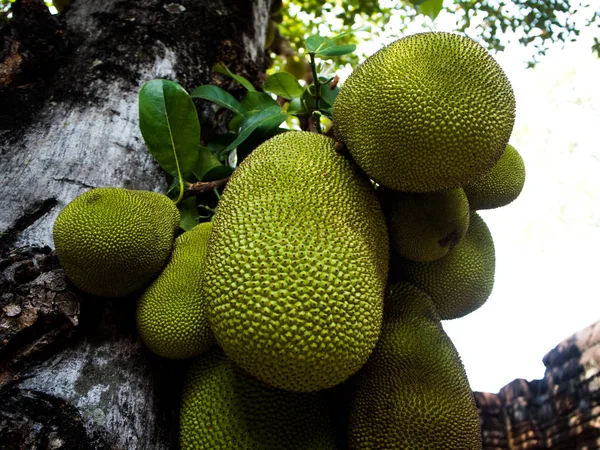 De vertakking van de beslissingsstructuur vol van jack fruit — Stockfoto