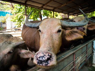 Çiftlik, Tayland Tayland Buffalo'da.
