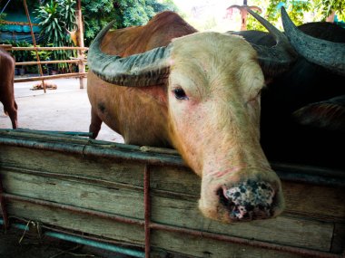 Çiftlik, Tayland Tayland Buffalo'da.