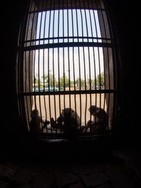 Maymun Phra saldırın Sam Yot, Khmer tapınağın Lopburi, Tayland