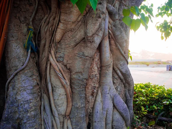 Batang pohon tekstur, tutup . — Stok Foto
