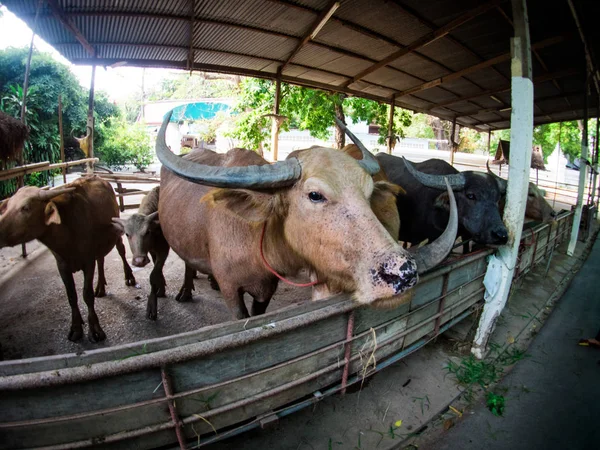 Tajski buffalo w gospodarstwie, Tajlandia. — Zdjęcie stockowe