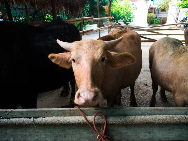 Thaise buffels in de boerderij, Thailand. — Stockfoto