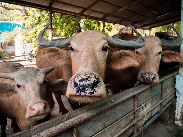 Búfalo tailandés en granja, Tailandia . — Foto de Stock