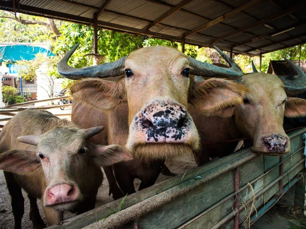 Thaise buffels in de boerderij, Thailand. — Stockfoto