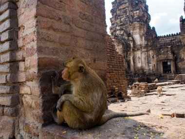 Maymun Phra saldırın Sam Yot, Khmer tapınağın Lopburi, Tayland