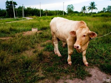 Bir inek Tayland yeşil alan