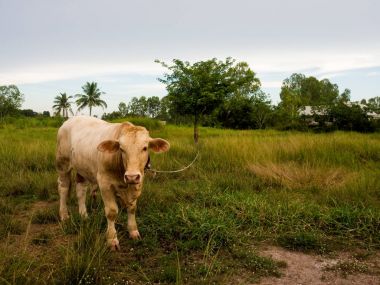 Bir inek Tayland yeşil alan
