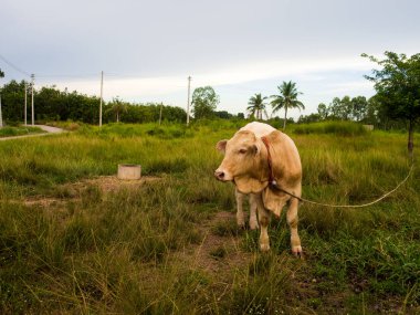 Bir inek Tayland yeşil alan
