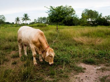 Bir inek Tayland yeşil alan