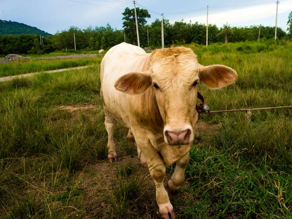 Una vaca en un campo verde en Tailandia — Foto de Stock