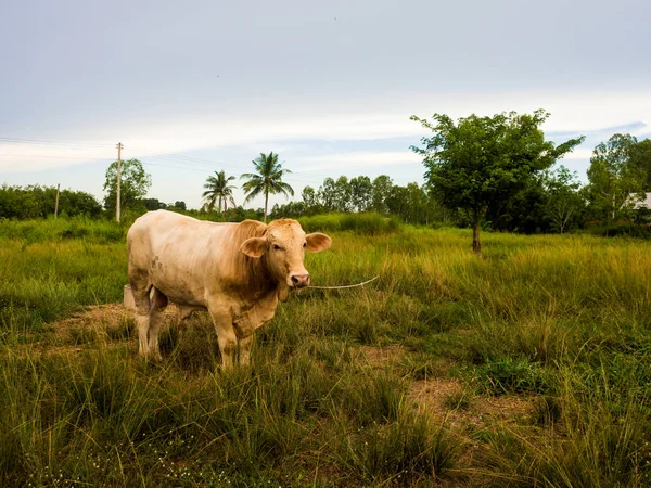 Una vaca en un campo verde en Tailandia — Foto de Stock