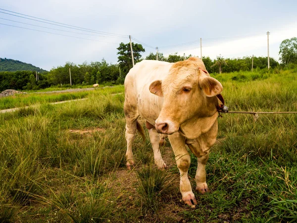 Una vaca en un campo verde en Tailandia — Foto de Stock