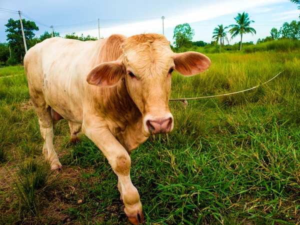 Una vaca en un campo verde en Tailandia — Foto de Stock