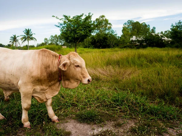 Een koe op een groen veld in Thailand — Stockfoto