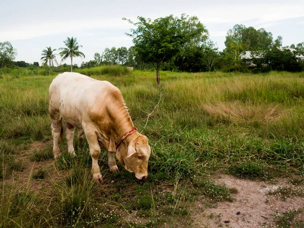 Bir inek Tayland yeşil alan